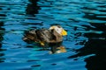 Puffin Bird - Alaska Royalty Free Stock Photo