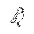 Puffin bird black line icon. Royalty Free Stock Photo