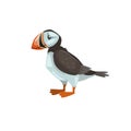 Puffin bird. Cartoon flat design. Vector illustration of arctic bird. Isolated on white