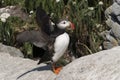 Puffin Bird Flaps Wings to Warn of Danger