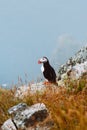 Puffin bird on foggy cliff in Norway, birdwatching in natural habitat