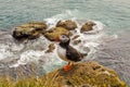 Puffin bird - Iceland