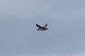 The puffin bird in the iceland sky