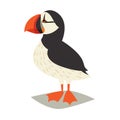 Puffin bird icon Royalty Free Stock Photo