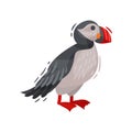 Puffin bird image. Cartoon Icelandic puffin. Vector illustration. Royalty Free Stock Photo