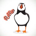 Puffin bird