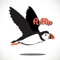 Puffin bird