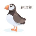 Puffin Bird with Large Beak as Animal of North Vector Illustration