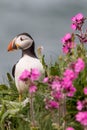 Puffin bird