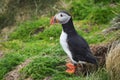 Puffin bird on Shetland Islands
