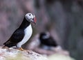 Puffin bird Royalty Free Stock Photo