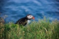 Puffin bird standing on the perch of rocky cliff on a sunny day at Latrabjarg, Iceland, Europe