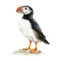 Puffin bird watercolor illustration. Hand drawn Atlantic wildlife marine wildlife animal. Puffin realistic illustration