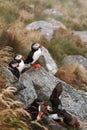 Puffin birds flock in Norway. Atlantic puffins seabirds wildlife nature birdwatching in natural habitat