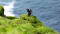 Puffin birds having a sunbath on Mykines island in Faroe Islands