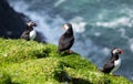 Puffin birds having a sunbath on Mykines island in Faroe Islands