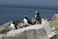 Puffin Birds Protecting Their Nesting Area in Maine. Royalty Free Stock Photo