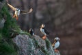 Puffin birds on rocky cliffs