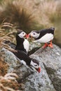 Puffin birds romantic couple in love, birdwatching in Norway. Cute Atlantic puffins flock seabirds