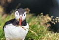 Puffin bringing grass to line its burrow. Latrabjarg cliffs, West Fjords, Iceland