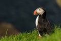 Puffin called sea parrot, little cute and colorful bird, side face picture of a bird with colorful beak, Mykines island, Faroe Royalty Free Stock Photo