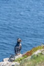 Puffin at Cape Bonavista, Newfoundland 5 Royalty Free Stock Photo