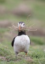 Puffin carrying nesting material forwards