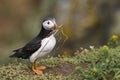 Puffin carrying nesting material on Skomer Island