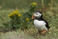 Puffin carrying nesting material on Skomer Island