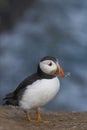 Puffin carrying plant material on Skomer Island in Wales