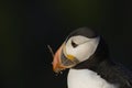 Puffin carrying plant material on Skomer Island in Wales