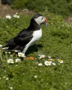 Puffin carrying Sand Eels