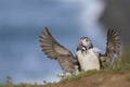 Puffin carrying sandeels on Skomer Island in Pembrokeshire, Wales Royalty Free Stock Photo