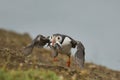 Puffin carrying small fish in its beak on Skomer Island in Wales