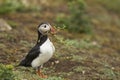Puffin carrying vegetation on Skomer Island in Wales