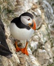 Puffin on the chalk cliffs of east Yorkshire, Uk.