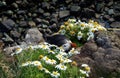 Puffin in chamomile Royalty Free Stock Photo