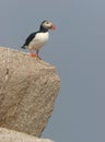 Puffin on Cliff