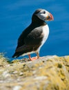 Puffin on the cliff