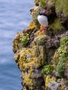 Puffin on cliffs Royalty Free Stock Photo