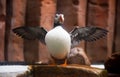 Puffin Royalty Free Stock Photo