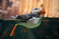 Puffin Royalty Free Stock Photo