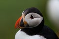 Puffin close-up on Mikines Island, Faroe Islads