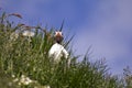 Puffin closeup straight face shot with blue sky and green grass environment. Bird watching Iceland.