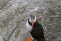 Puffin on the coast