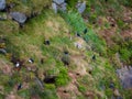 Puffin colony on a coastal cliff near their nests in the soil, aerial shot