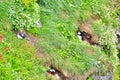 Puffin colony on a grassy cliff near Husavik