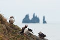 Puffin colony in Iceland