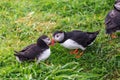 Puffins on Lunga Island Royalty Free Stock Photo