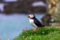 Puffins on Lunga Island Royalty Free Stock Photo